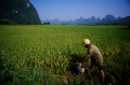 Spraying Rice