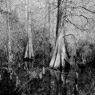 Landscapes