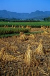 Bundles of Rice in Field