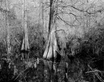 Cypress Swamp