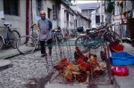 Woman and Chickens