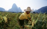 Farmer in Rice Field