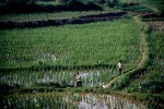 Walking Through Rice Fields