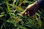 Rice in Hand